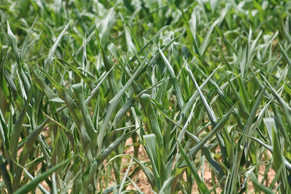 Drought Effects on Corn