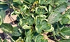 Dicamba Ruling, The Fight isn't Over Yet