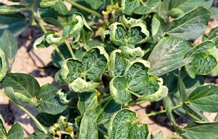 Dicamba Ruling, The Fight isn't Over Yet