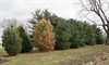 Herbicide Damage and Other Plant Concerns