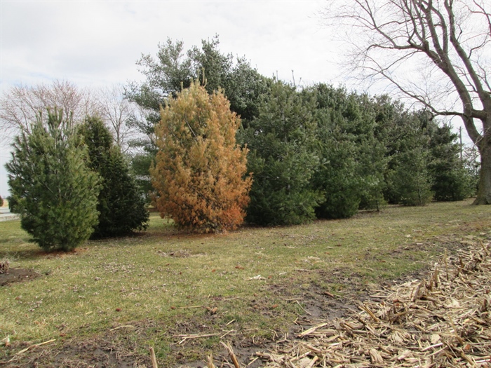 Herbicide Damage and Other Plant Concerns