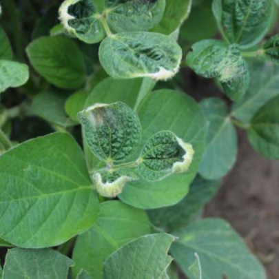 EPA announced it is renewing Dicamba registration