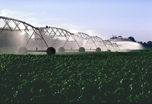 From Wikimedia Commons: This image or file is a work of a United States Department of Agriculture employee, taken or made as part of that person's official duties. As a work of the U.S. federal government, the image is in the public domain.