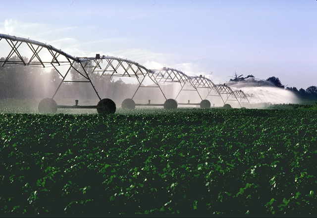 From Wikimedia Commons: This image or file is a work of a United States Department of Agriculture employee, taken or made as part of that person's official duties. As a work of the U.S. federal government, the image is in the public domain.