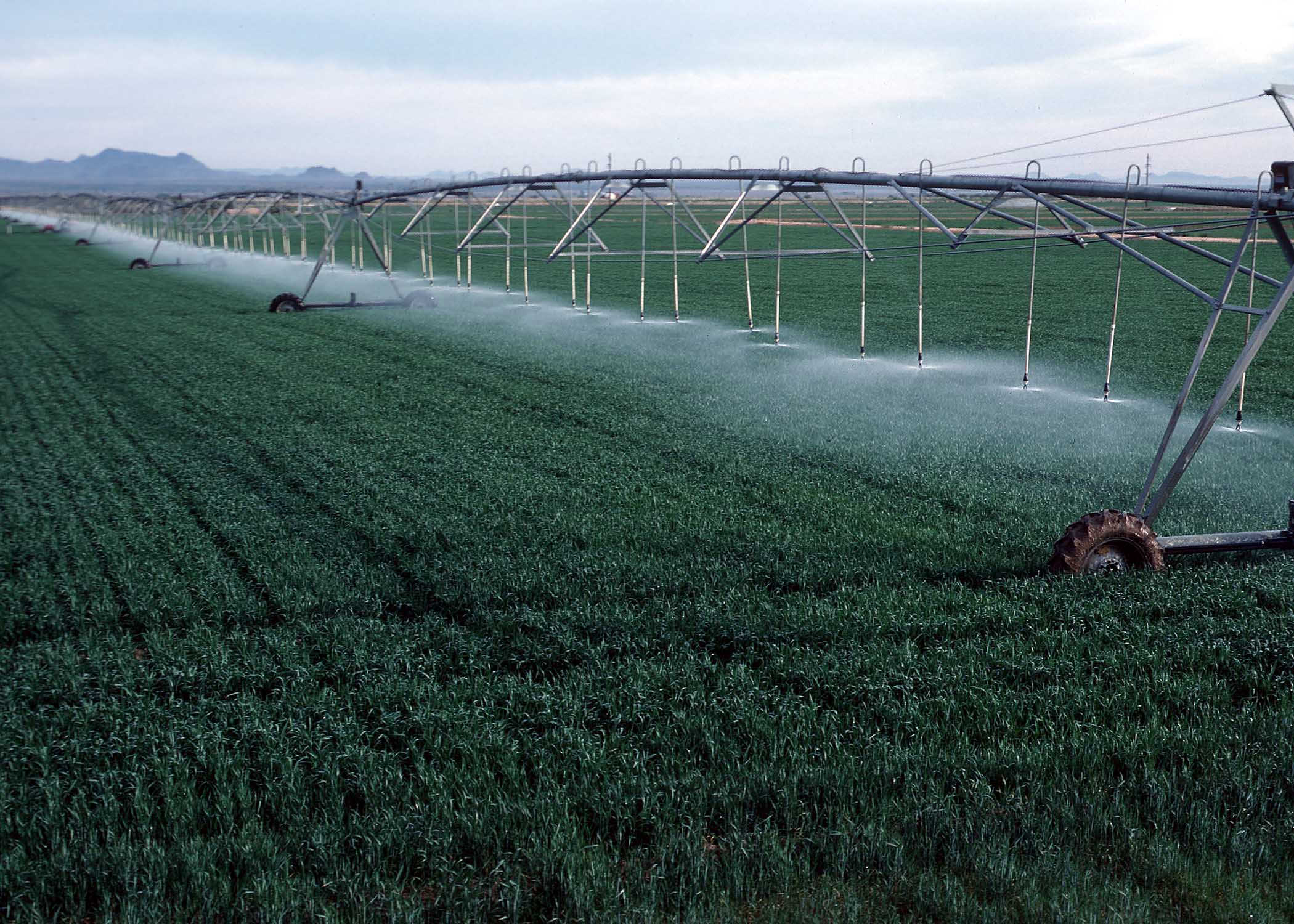 From Wikimedia Commons: This image or file is a work of a United States Department of Agriculture employee, taken or made as part of that person's official duties. As a work of the U.S. federal government, the image is in the public domain.